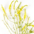 ملیلوت یاشبدر شیرین Melilot or Sweet Clover